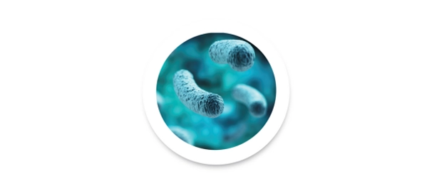 Lactobacillus törzsek
